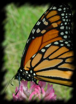 monarch-butterfly (20K)