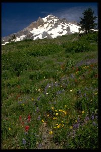 mountain-flowers (19K)