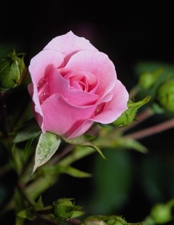 pink_rose (19K)