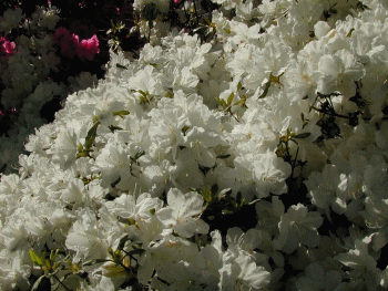 white_azaleas (81K)