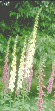 bell flowers