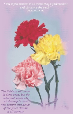 carnations