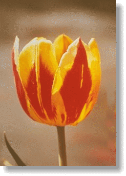 tulip picture