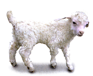 lamb1 (50K)